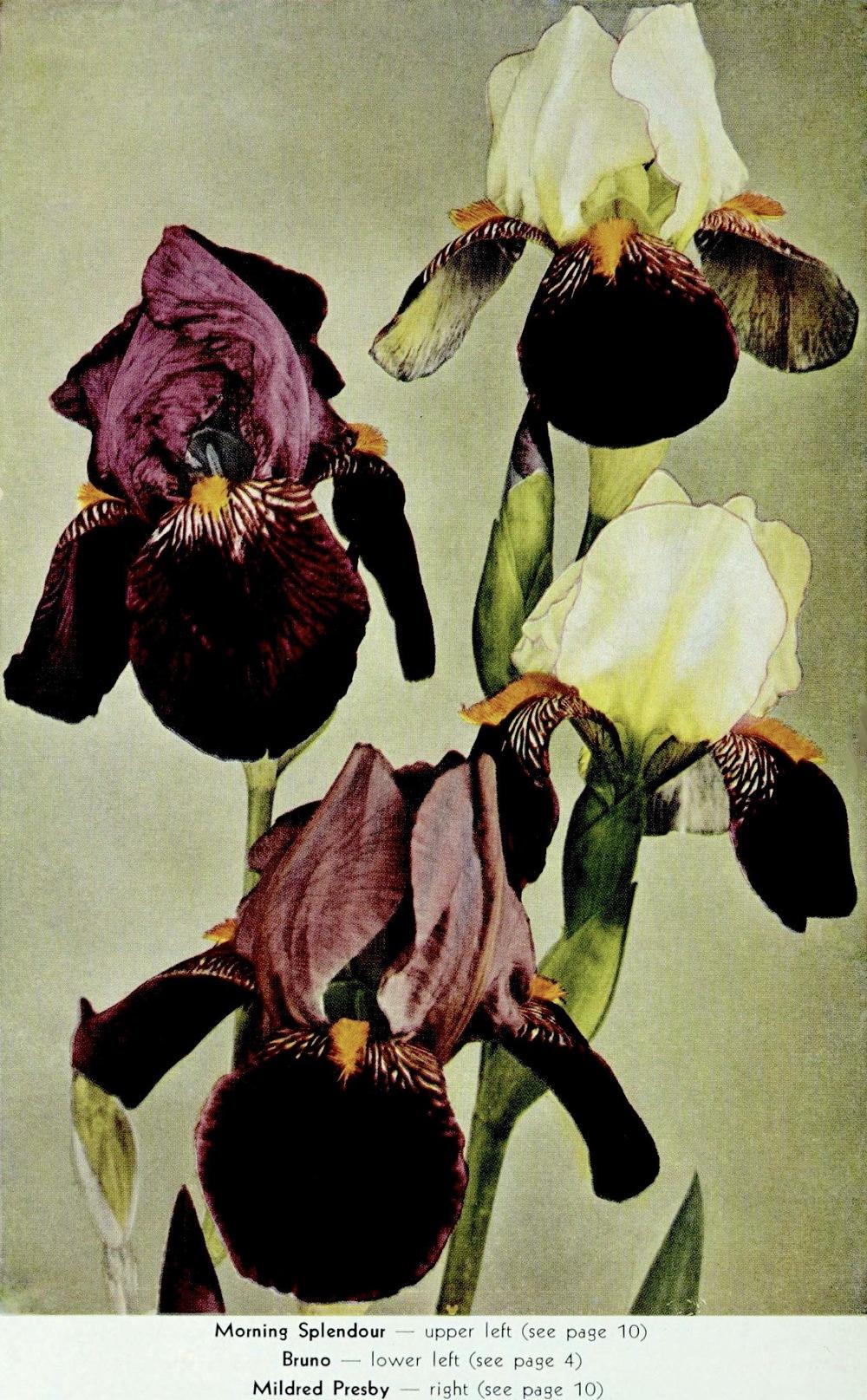 Photo of Tall Bearded Iris (Iris 'Morning Splendor') uploaded by scvirginia