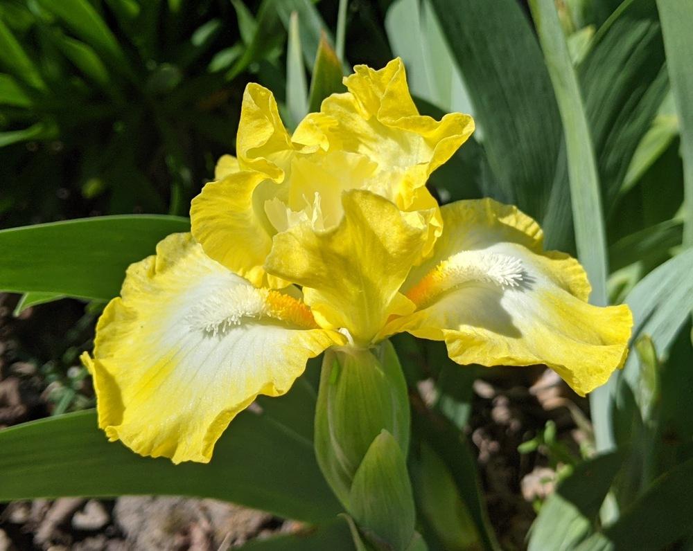 Photo of Standard Dwarf Bearded Iris (Iris 'Lemon Freeze') uploaded by Artsee1