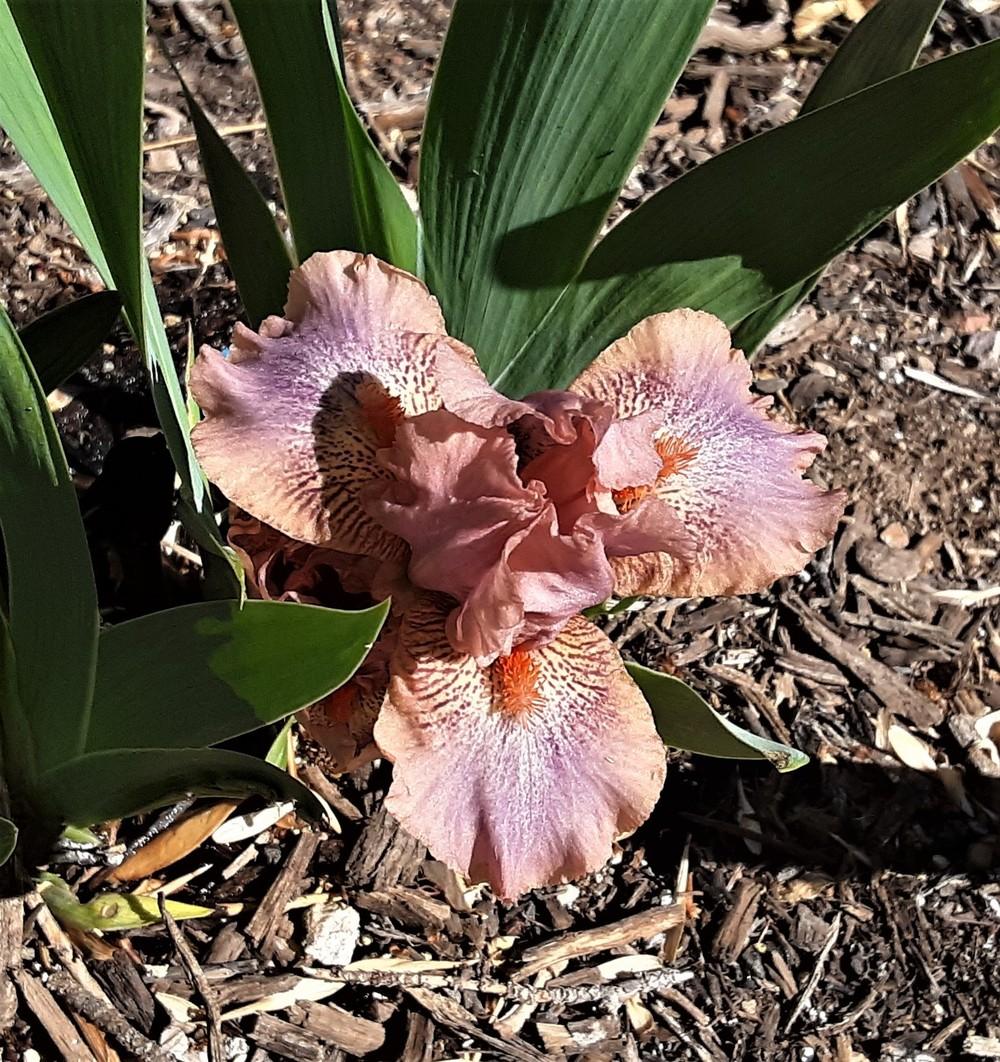Photo of Standard Dwarf Bearded Iris (Iris 'Fruit Cup') uploaded by Bitoftrouble