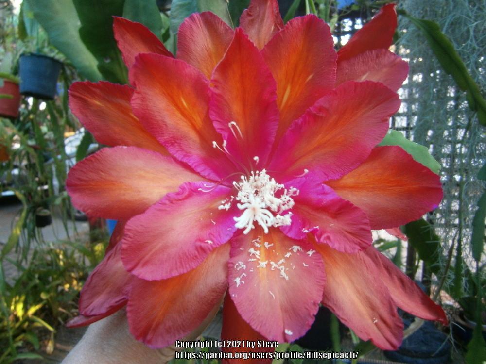 Photo of Hybrid Epiphyllum (Epiphyllum 'Impossible Dream') uploaded by Hillsepicacti