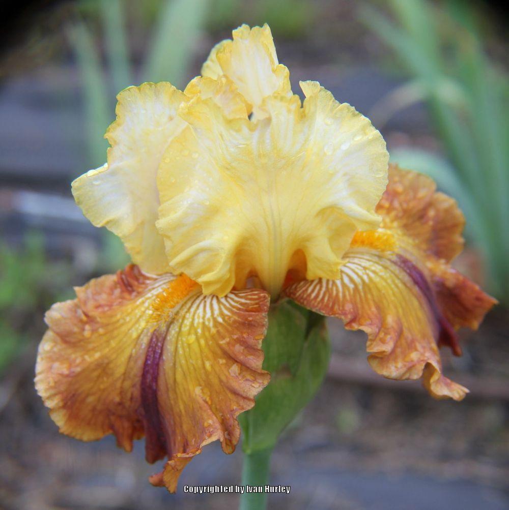 Photo of Tall Bearded Iris (Iris 'Mayan Mysteries') uploaded by Ivan_N_Tx