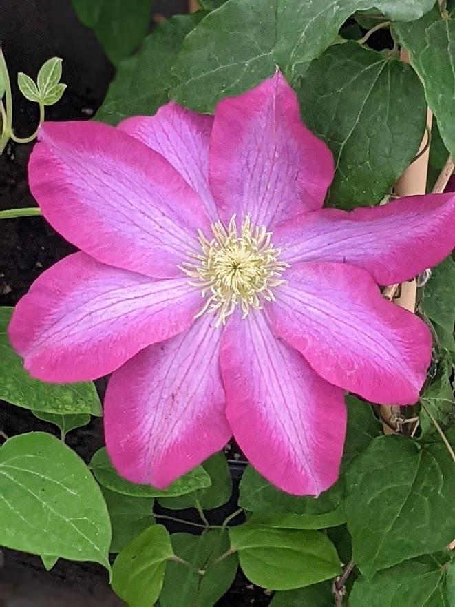 Photo of Clematis 'Pink Champagne' uploaded by Joy