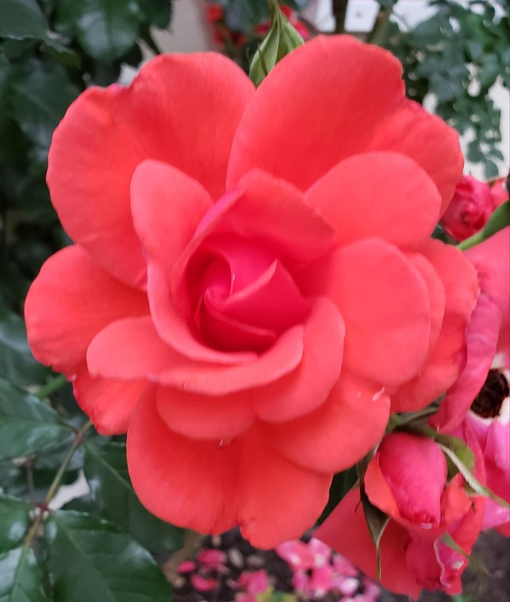 Photo of Rose (Rosa 'Blaze of Glory') uploaded by LindsayG