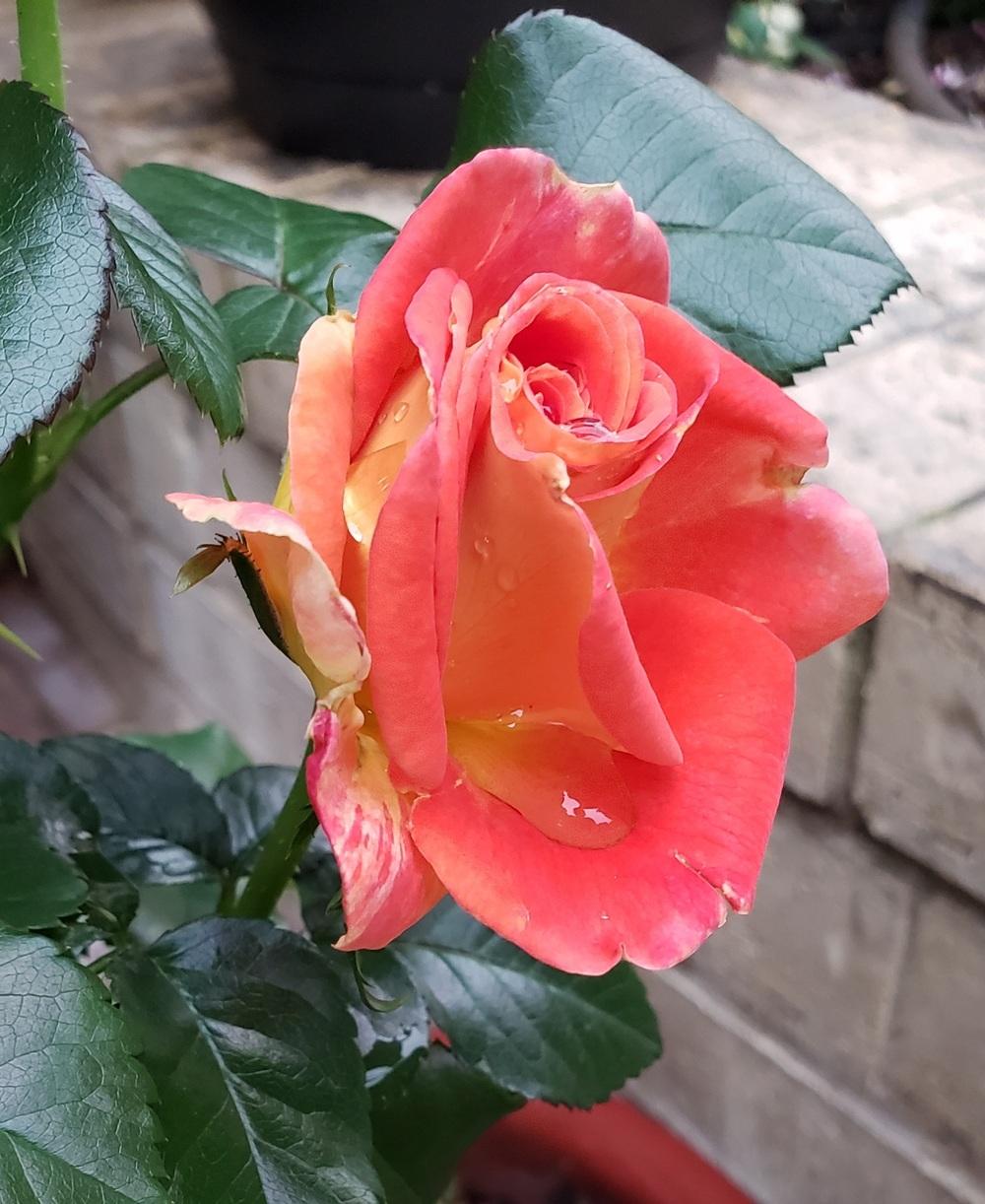 Photo of Rose (Rosa 'Burst of Joy') uploaded by LindsayG