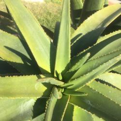 Location: San Diego
Date: 2021-04-18
Second branch point for Aloe Hercules.