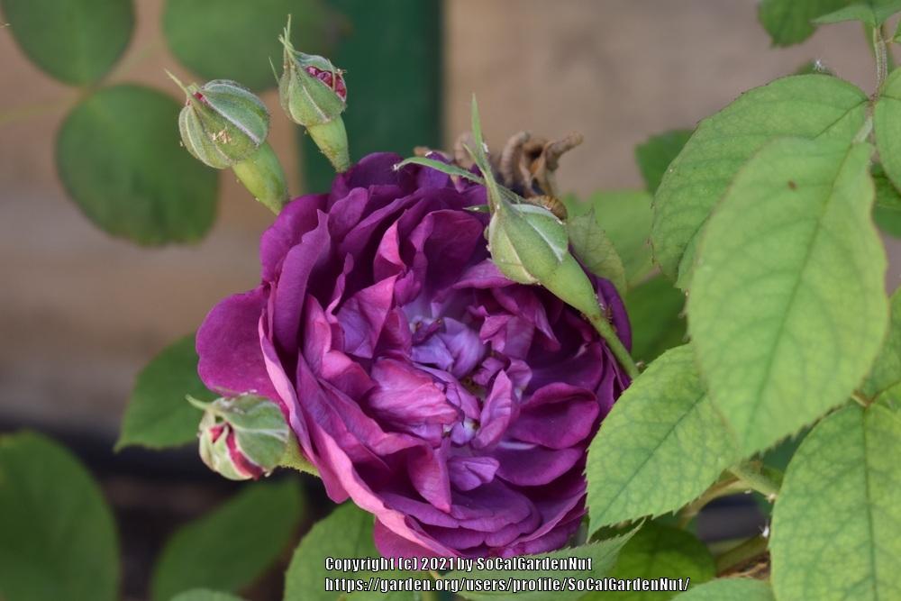 Photo of Rose (Rosa 'Reine des Violettes') uploaded by SoCalGardenNut