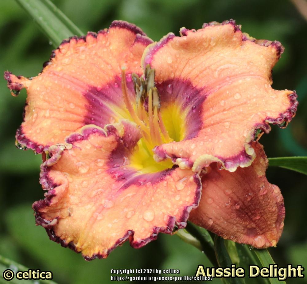 Photo of Daylily (Hemerocallis 'Aussie Delight') uploaded by celtica