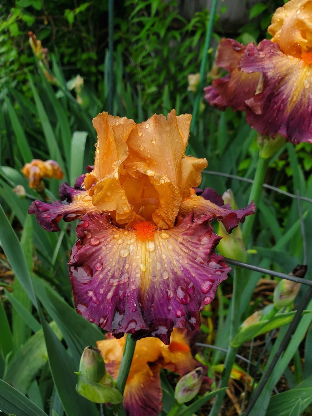 Photo of Tall Bearded Iris (Iris 'Brazilian Art') uploaded by javaMom