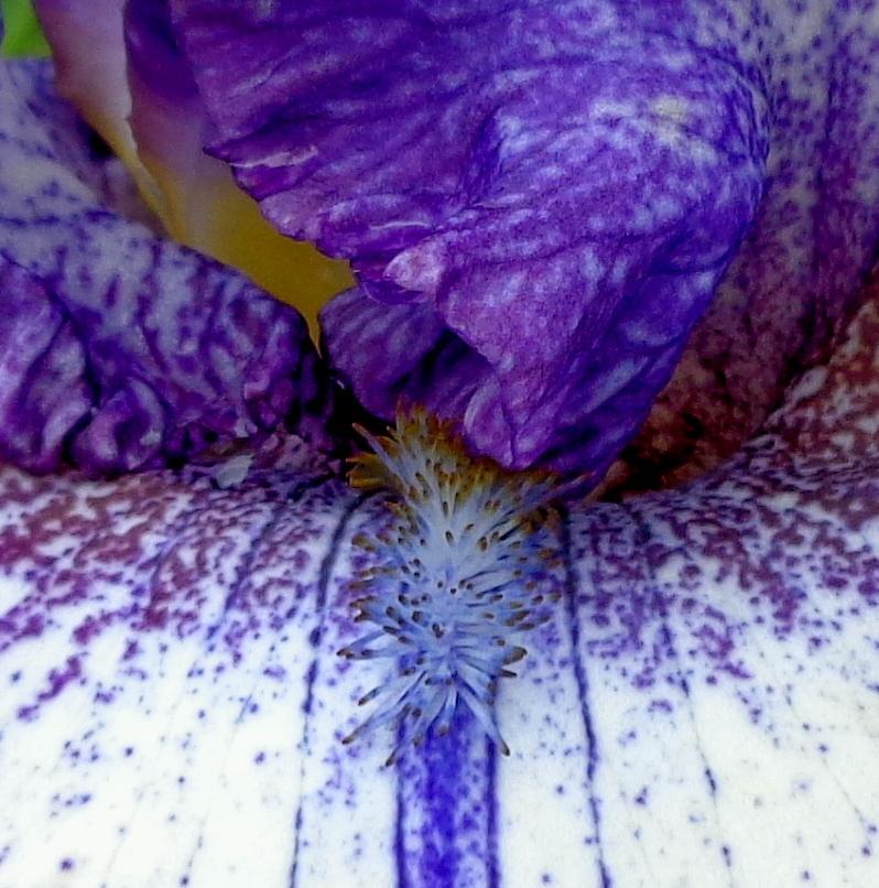 Photo of Tall Bearded Iris (Iris 'Rumor Has It') uploaded by lovemyhouse