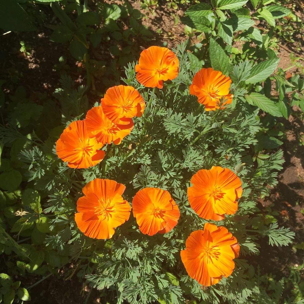 Photo of California Poppy Red (Eschscholzia californica 'Mikado') uploaded by paleohunter