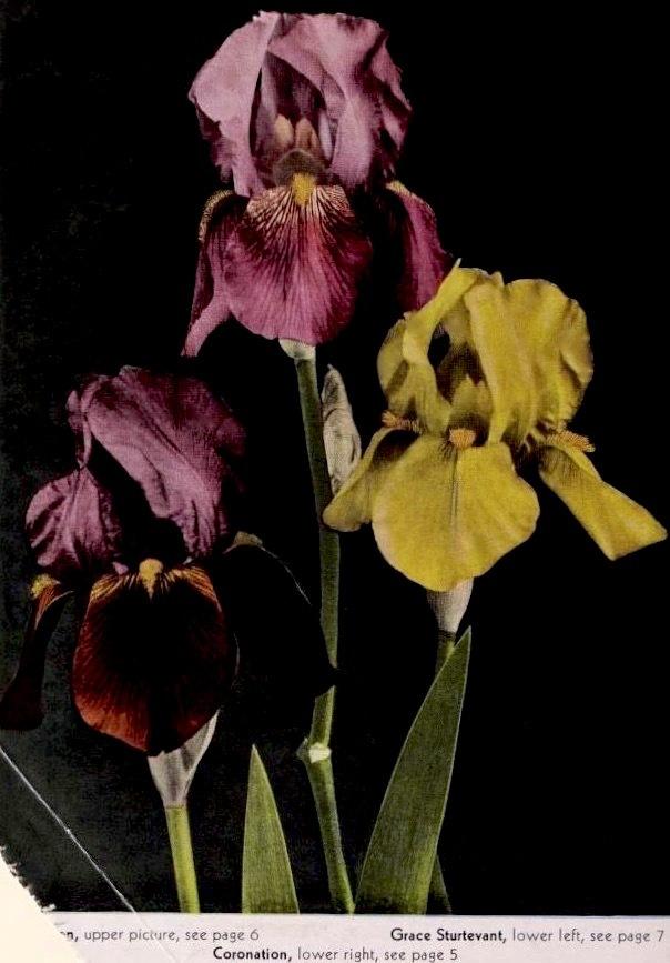 Photo of Tall Bearded Iris (Iris 'Grace Sturtevant') uploaded by scvirginia