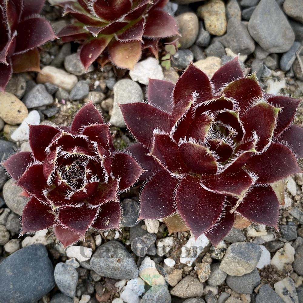 Photo of Hen and Chicks (Sempervivum 'Lucy Liu') uploaded by springcolor