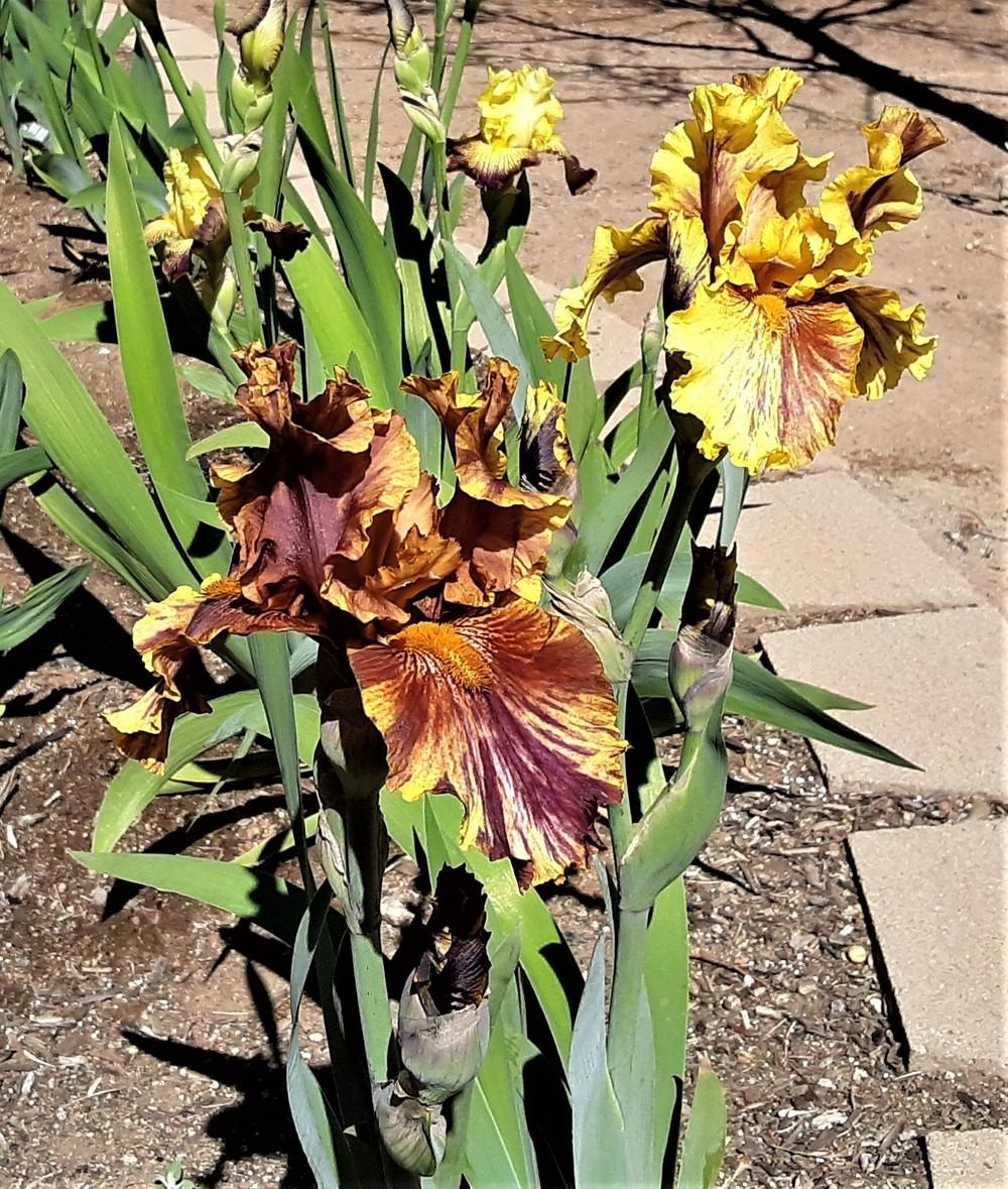 Photo of Tall Bearded Iris (Iris 'Infernal Fire') uploaded by Bitoftrouble