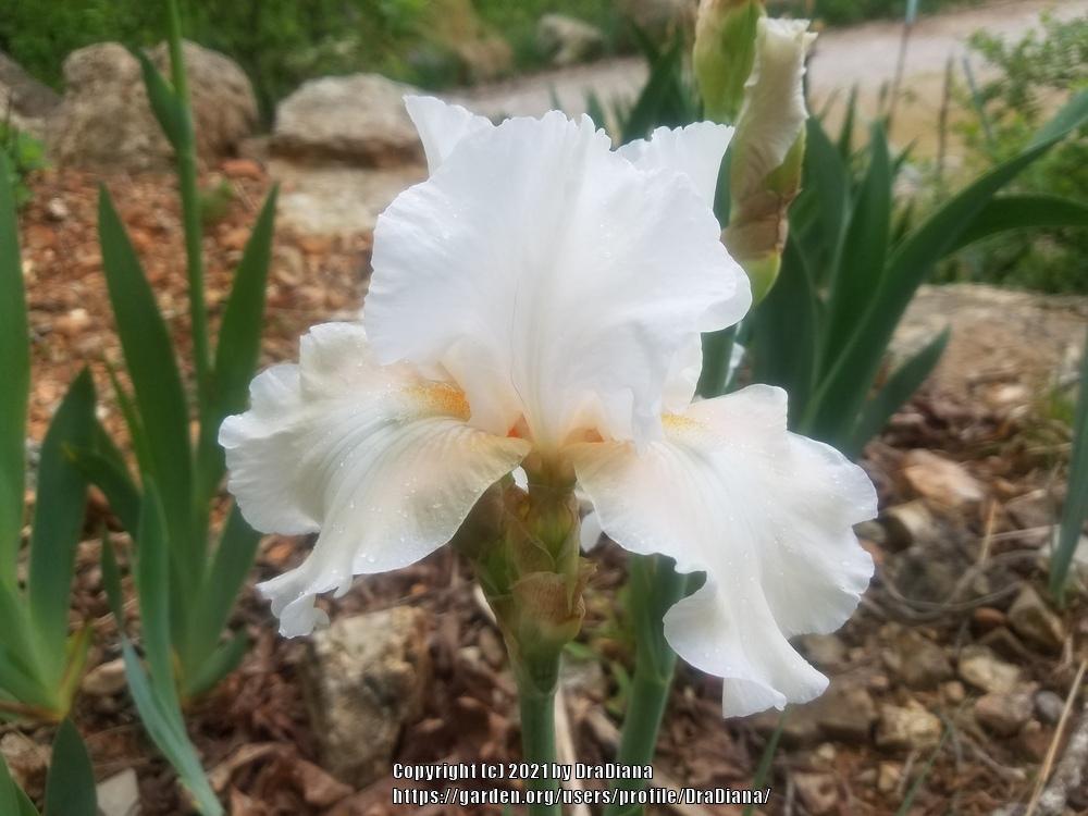 Photo of Tall Bearded Iris (Iris 'Vanilla Rouge') uploaded by DraDiana