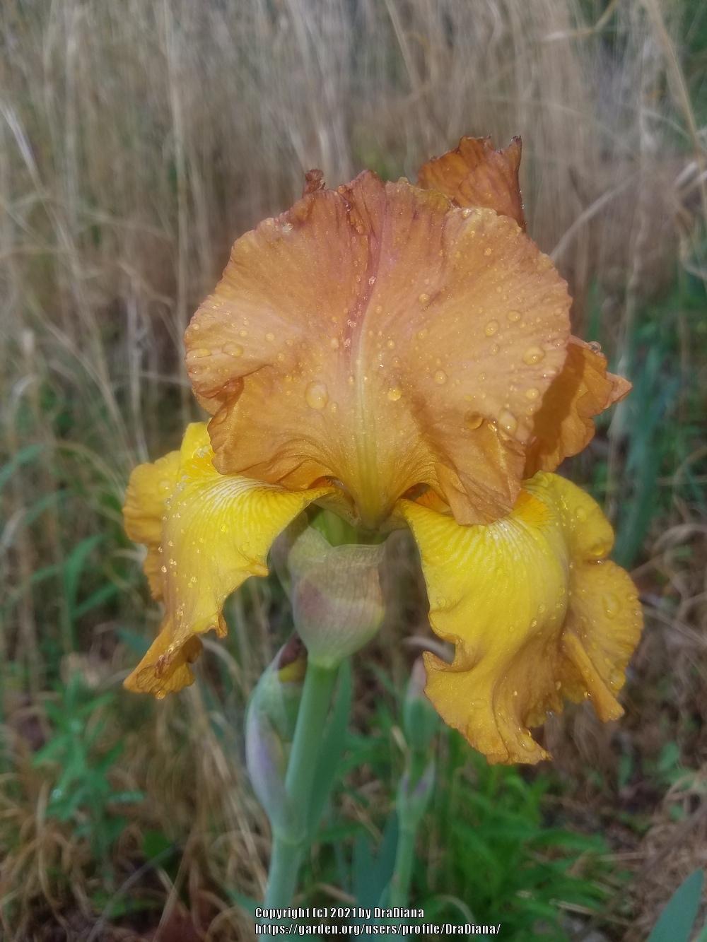 Photo of Tall Bearded Iris (Iris 'Boy Friend') uploaded by DraDiana