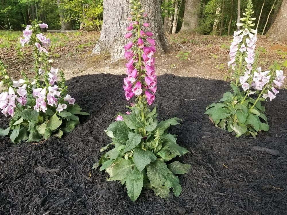 Photo of Foxgloves (Digitalis) uploaded by JLO111