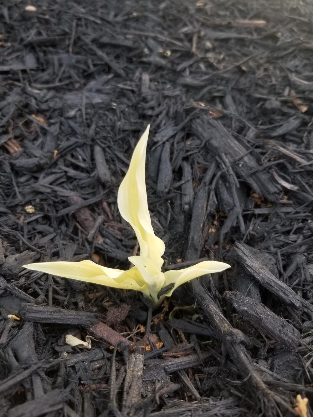 Photo of Hosta 'White Feather' uploaded by JLO111