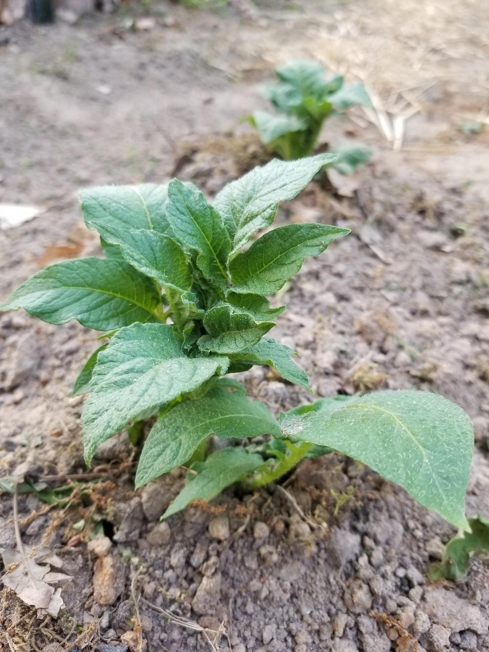 Photo of Potato (Solanum tuberosum 'Yukon Gold') uploaded by JLO111