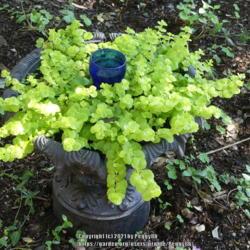 Location: Temple, Texas
Date: 2021-05-02
Begun with 3 bedding plants.  Setting is dappled sun most of the 