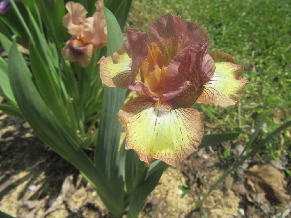 Photo of Standard Dwarf Bearded Iris (Iris 'Fido') uploaded by tveguy3