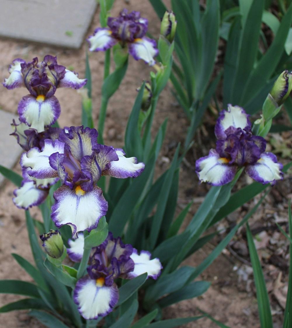 Photo of Intermediate Bearded Iris (Iris 'Nickel') uploaded by Bloombuddie