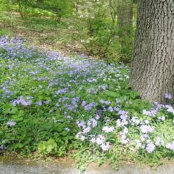 Location: Jenkins Arboretum in Berwyn, PA
Date: 2021-05-02
big patch among other groundcovers
