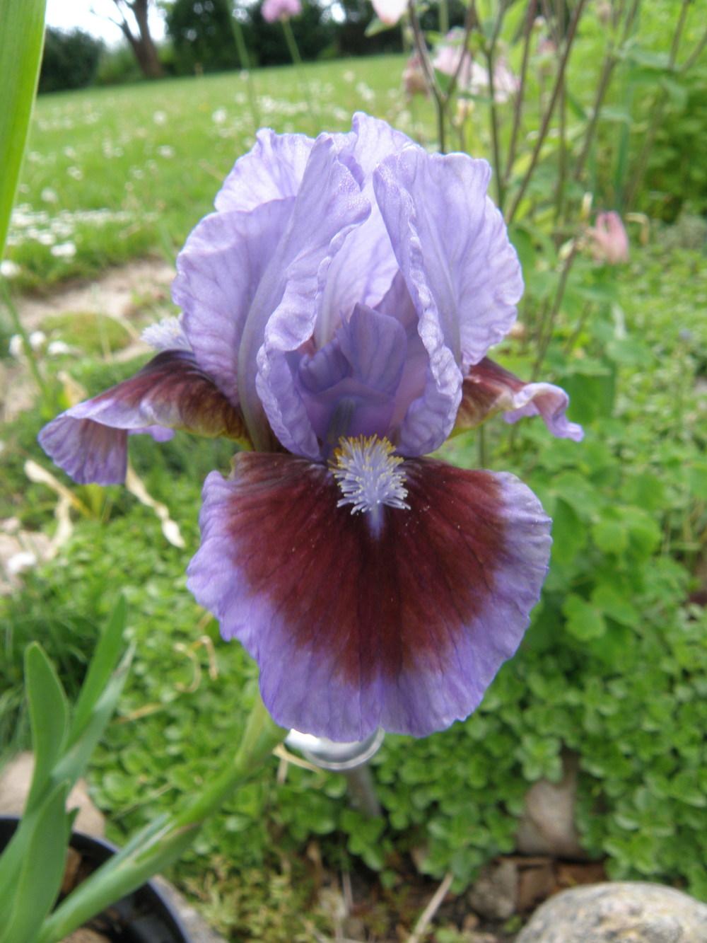 Photo of Standard Dwarf Bearded Iris (Iris 'Beyond the Sky') uploaded by IrisLilli