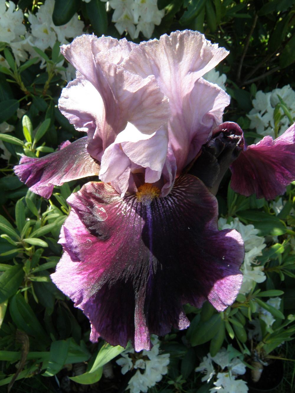 Photo of Tall Bearded Iris (Iris 'Dressed To Kill') uploaded by IrisLilli