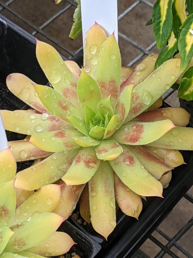 Photo of Hen and Chicks (Sempervivum 'Gold Nugget') uploaded by Joy