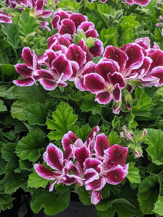 Photo of Regal Geranium (Pelargonium x domesticum Elegance™ Imperial) uploaded by Joy