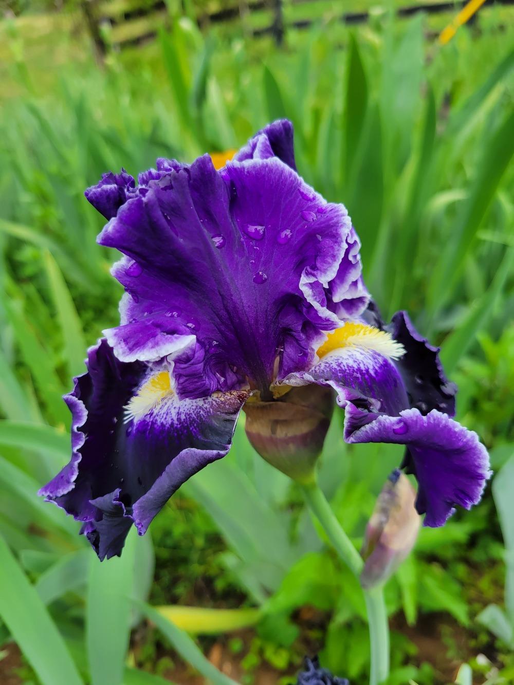 Photo of Tall Bearded Iris (Iris 'Dark Universe') uploaded by KyDeltaD