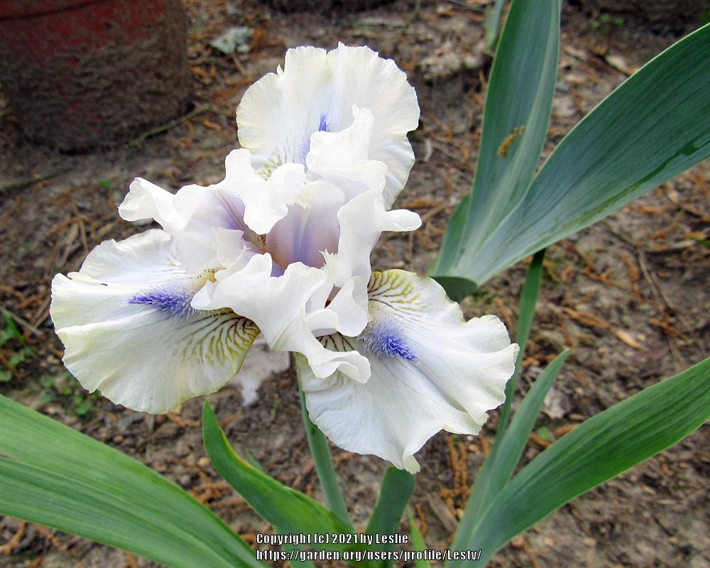 Photo of Intermediate Bearded Iris (Iris 'Tickle the Ivories') uploaded by Lestv