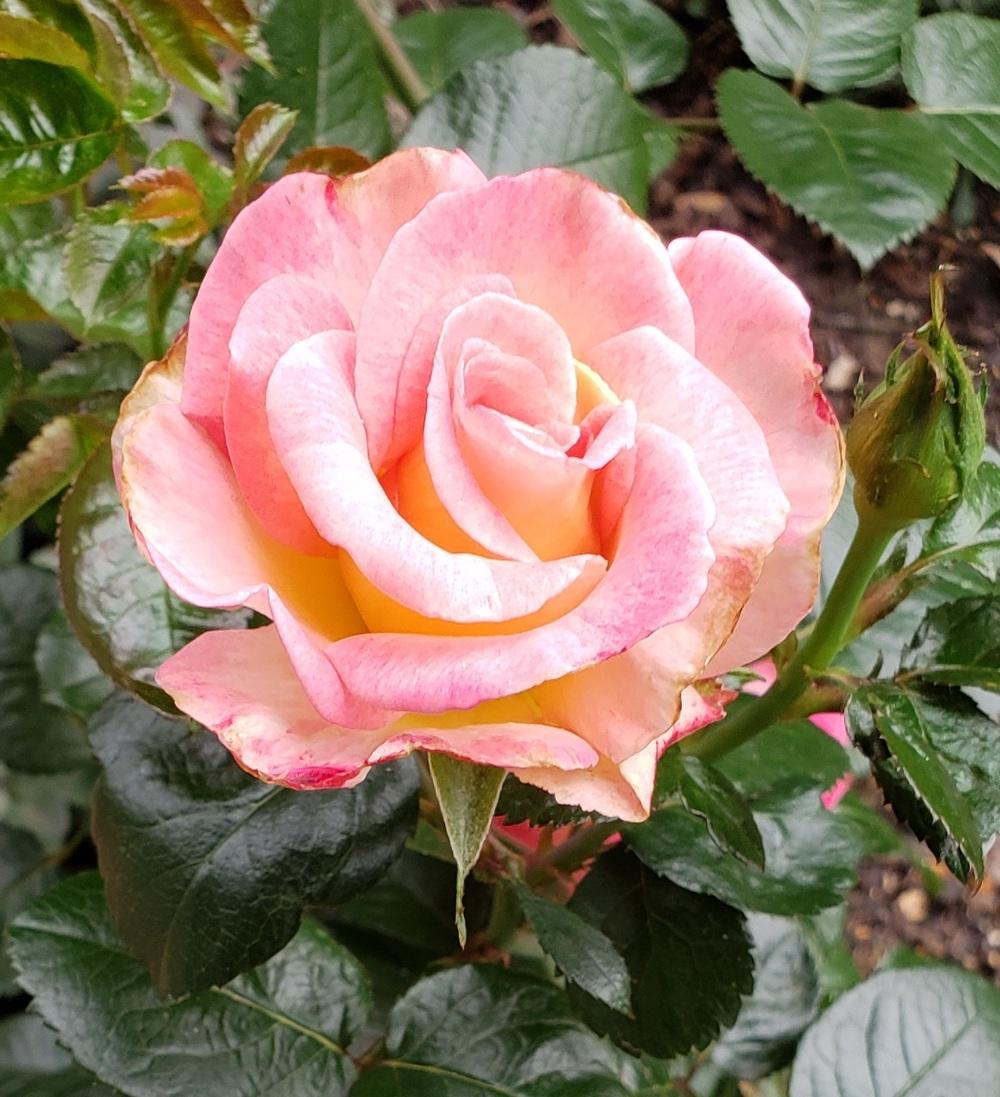 Photo of Rose (Rosa 'Dick Clark') uploaded by LindsayG