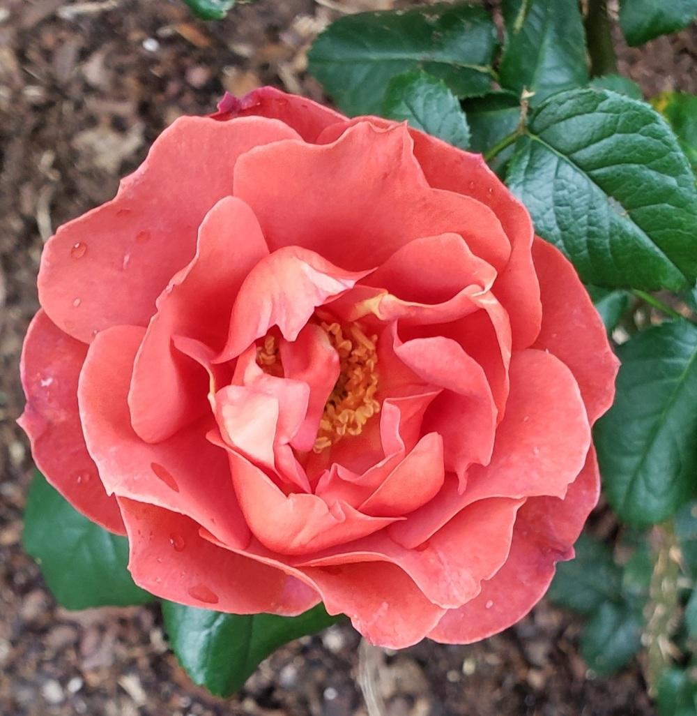 Photo of Rose (Rosa 'Hot Cocoa') uploaded by LindsayG