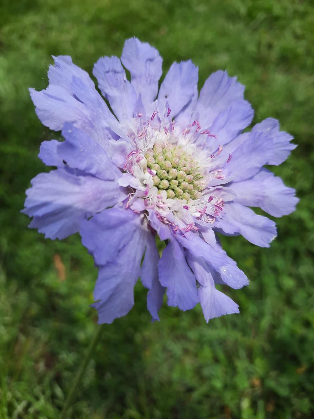 Photo of Pincushion Flower (Lomelosia caucasica 'Perfecta Blue') uploaded by ShawnSteve