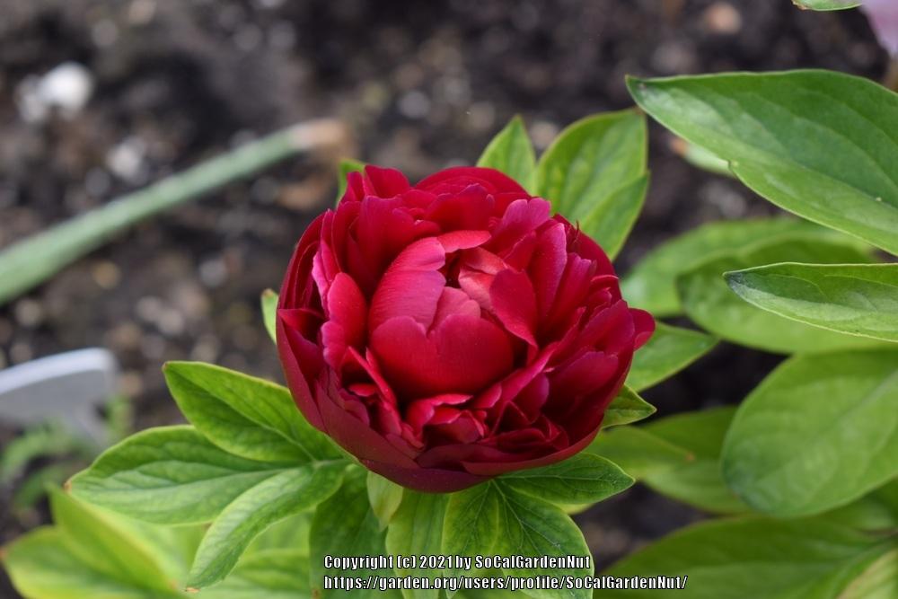 Photo of Garden Peony (Paeonia 'Henry Bockstoce') uploaded by SoCalGardenNut