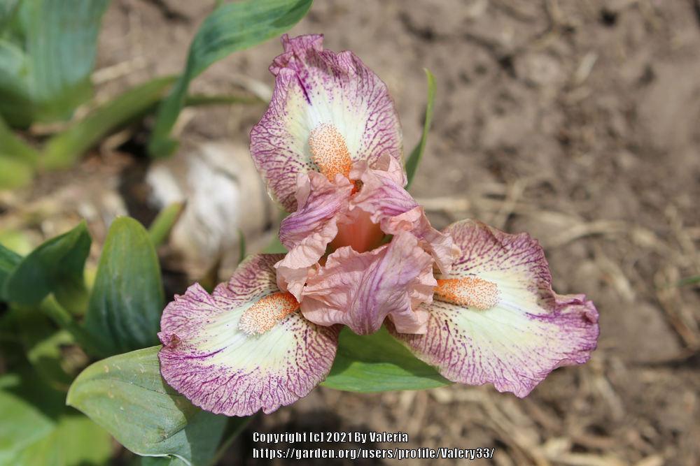 Photo of Standard Dwarf Bearded Iris (Iris 'Fairy Lore') uploaded by Valery33