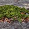 Juniperus procombens 'Kishiogima' - The plant seen here is only a