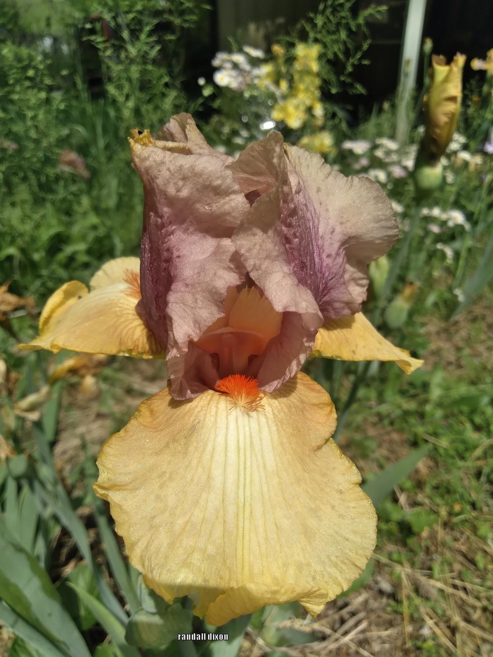 Photo of Tall Bearded Iris (Iris 'Hula Dancer') uploaded by arilbred