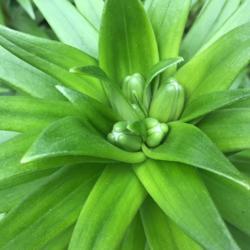 Location: Gardenfish garden
Date: April 2020
Emerging buds on asiatic lily