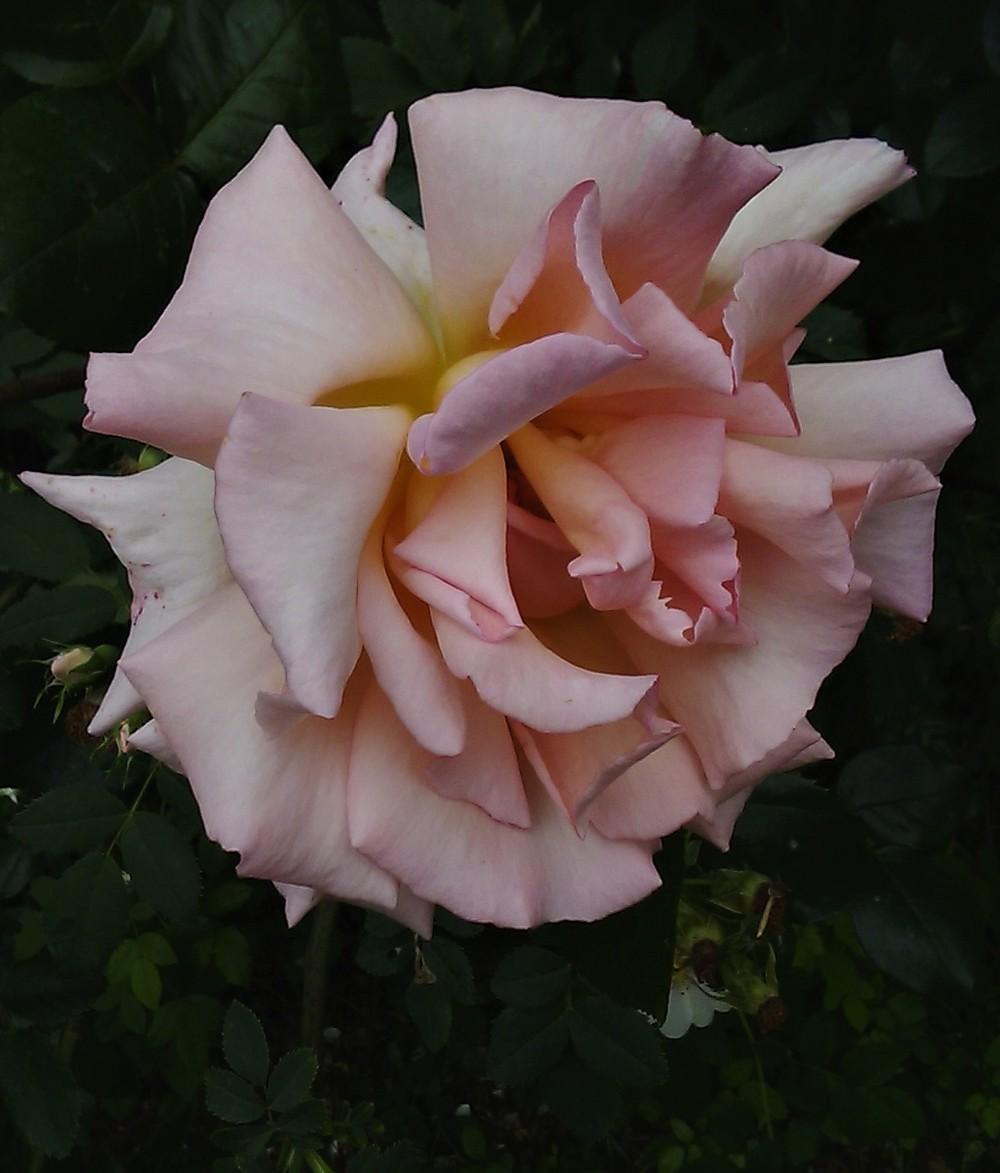Photo of Climbing Hybrid Tea Rose (Rosa 'Compassion') uploaded by manueldalmeida