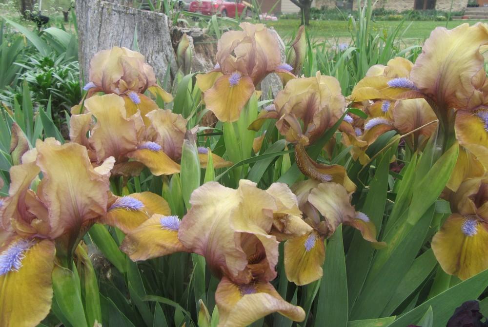 Photo of Standard Dwarf Bearded Iris (Iris 'Gingerbread Man') uploaded by tveguy3