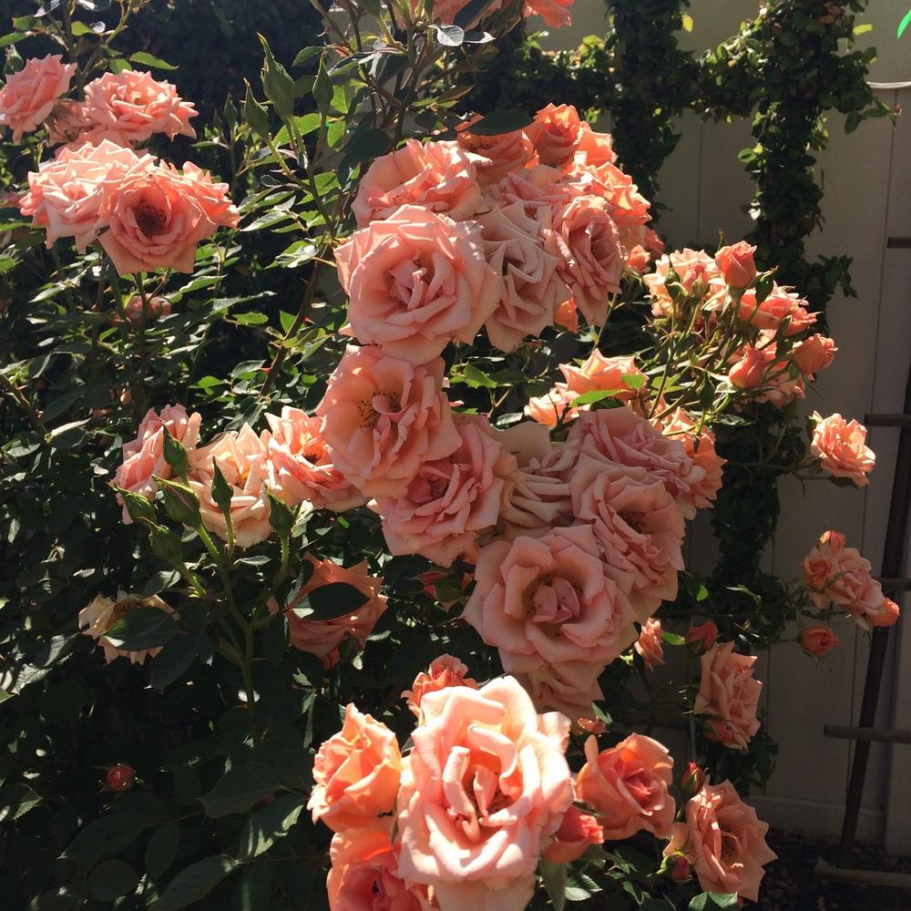 Photo of Rose (Rosa 'Michel Cholet') uploaded by Betja