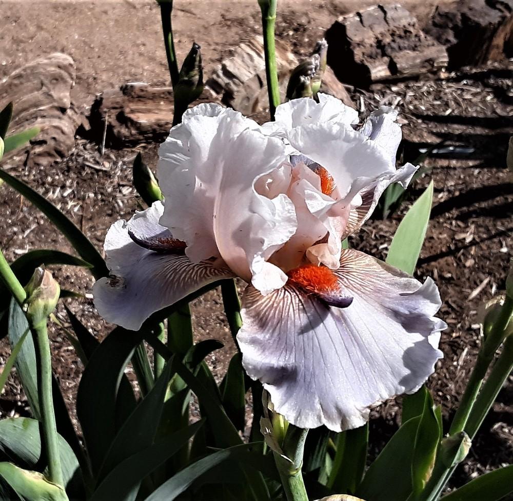 Photo of Tall Bearded Iris (Iris 'Lava Moonscape') uploaded by Bitoftrouble