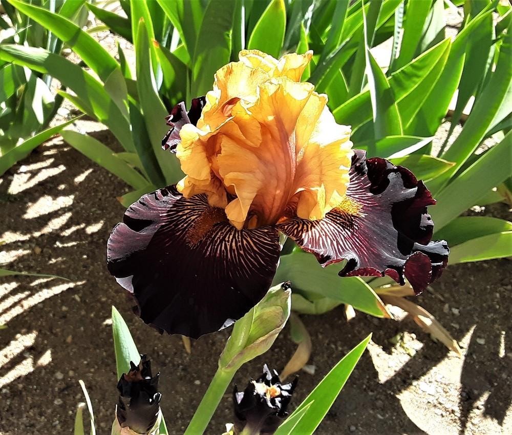 Photo of Tall Bearded Iris (Iris 'Mystic Image') uploaded by Bitoftrouble