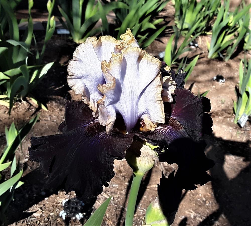 Photo of Tall Bearded Iris (Iris 'Edge of the World') uploaded by Bitoftrouble