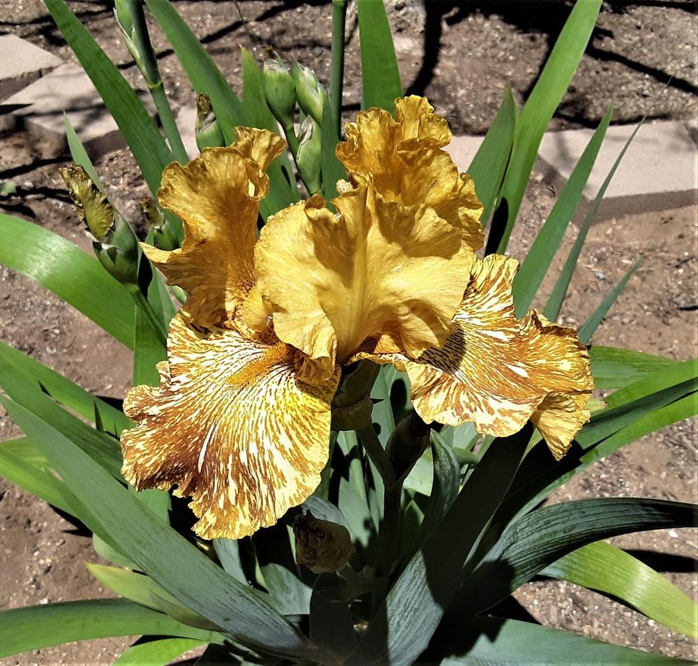 Photo of Tall Bearded Iris (Iris 'Tiger Honey') uploaded by Bitoftrouble