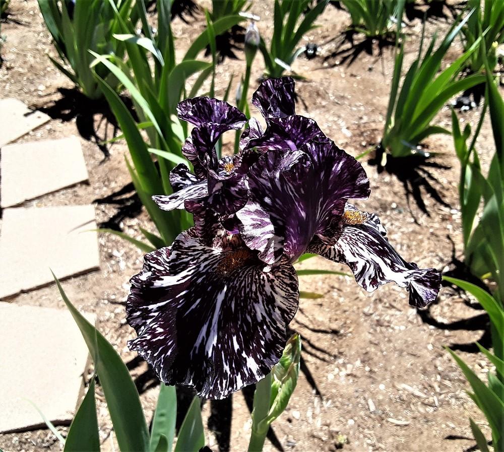 Photo of Tall Bearded Iris (Iris 'Peggy Anne') uploaded by Bitoftrouble