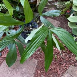 Location: My greenhouse, Florida
Date: 2021-05-04
Endemic to Colombia. Epiphytic or terrestrial. Section Semaeophyl