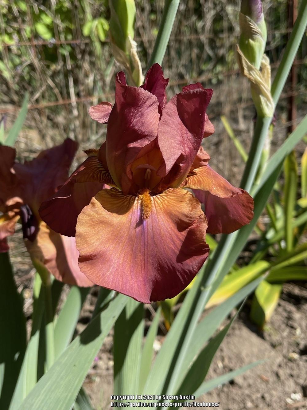 Photo of Tall Bearded Iris (Iris 'Gracie Pfost') uploaded by Henhouse